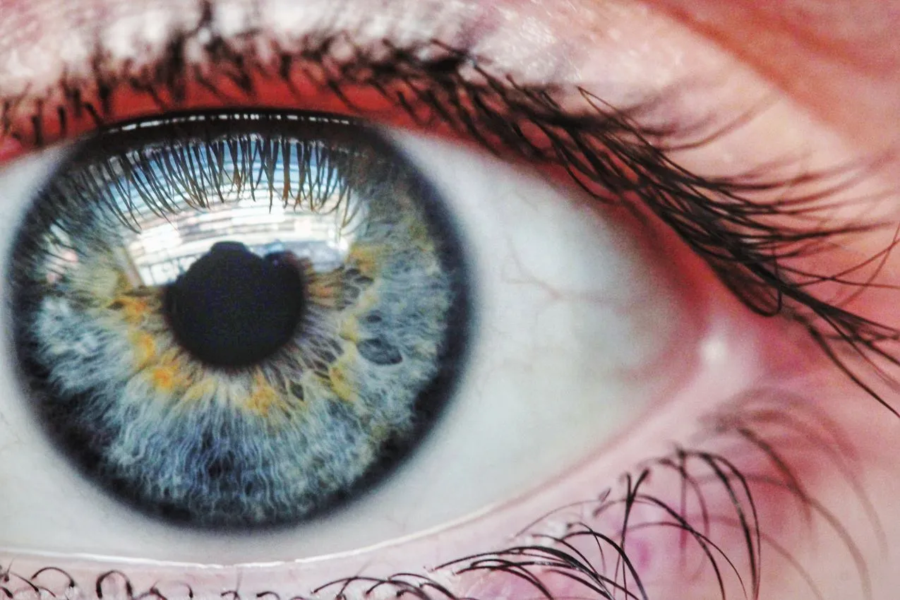 Diagram of the cornea and surrounding limbus region of the eye